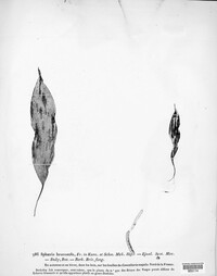Mycosphaerella brunneola image